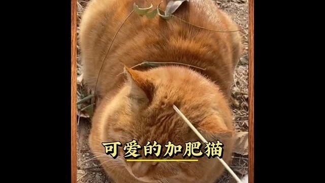 胖成煤气罐的猫咪，每一只都是实心的