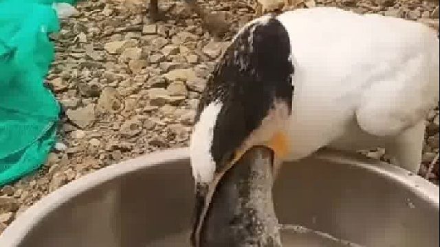 吃一顿顶一个礼拜吗？