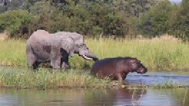 非洲大象驱逐河马母子｜体型庞大的大象轻松获胜
