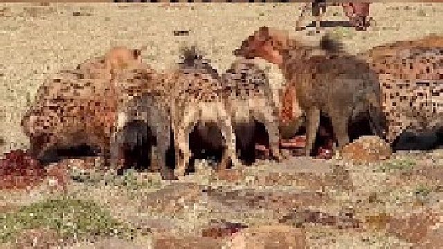 鬣狗分食角马，画面内容可能引起不适，请谨慎观看