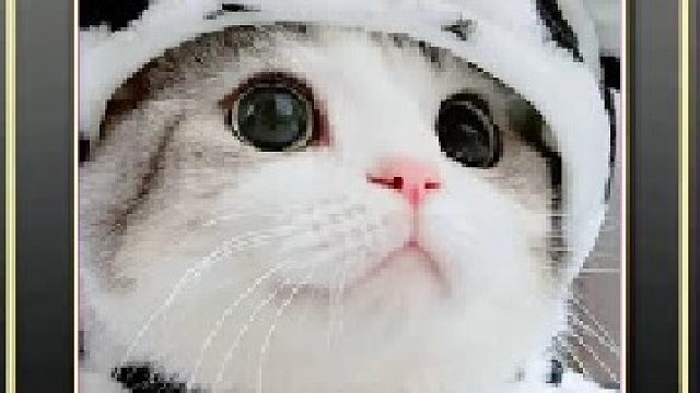 学习撸猫更多姿势