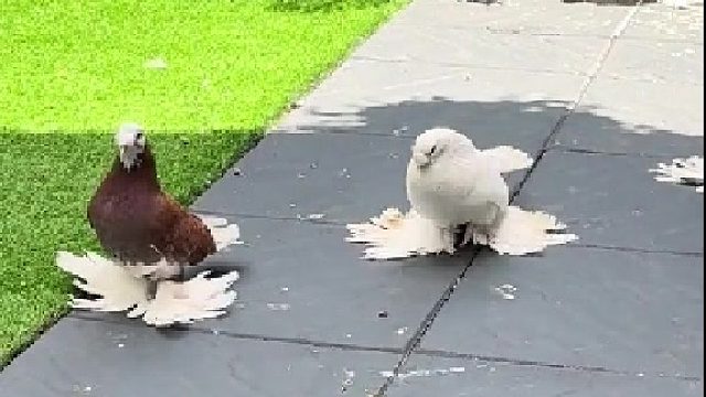 好神奇的鸽子，自带拖地神器。大家谁知道这是啥鸽子？