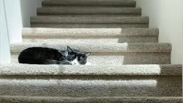 追逐一束阳光的小猫咪