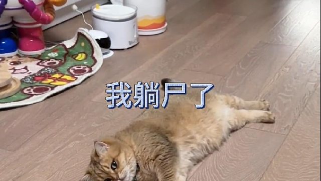 在出门和陪猫玩之间选择了求雨