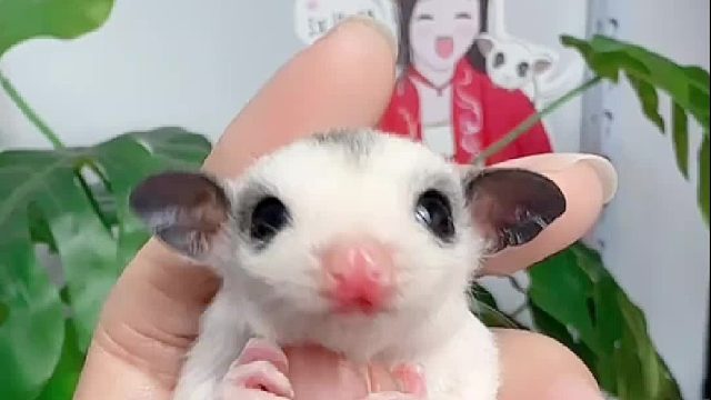 昨天那只墨耳白金弟弟睁眼睛啦，水汪汪的大眼睛，布灵布灵的