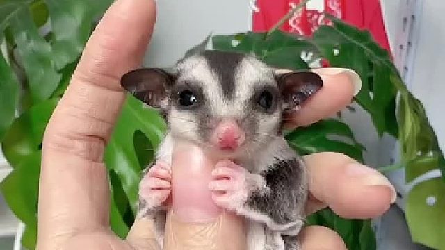 出袋第 17天，慢慢长开了，不那么像个皮猴子了