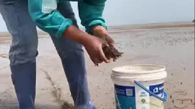 户外赶海抓海鲜