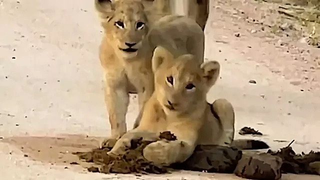 好奇的小狮子，在牛粪里打滚