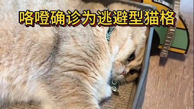 咯噔确诊为逃避型猫格(1)