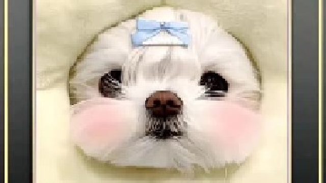 感觉现在的猫比狗要得宠呀