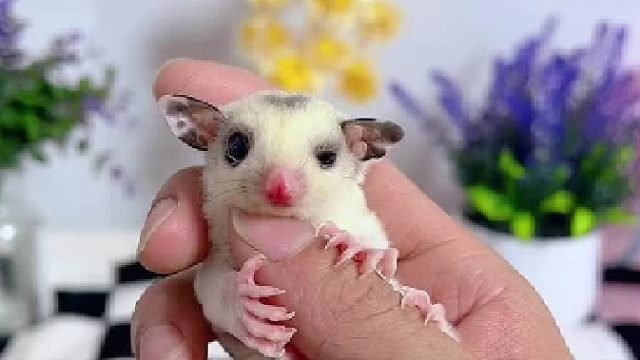 憨憨的马赛克弟弟