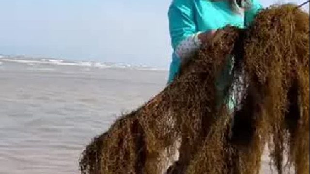 户外赶海抓海鲜