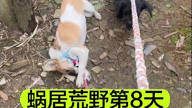 蜗居荒野的第8天童话公主的装备被我带回了家
