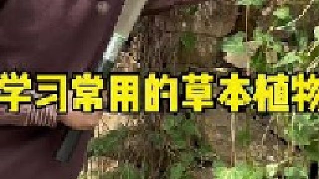 探索从未停止，学习永无止境，这些常用的草本植物你还记得它们吗？大家跟着我的镜头再来学习一下吧。