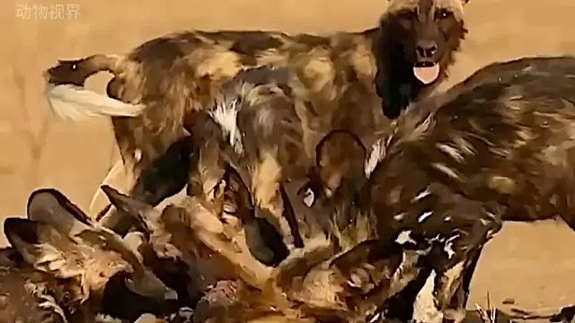 一群非洲野犬进食狒狒｜太残酷了