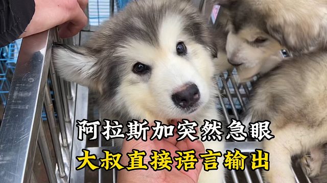 两只阿拉斯加打闹，忽然一只急眼大叫，大叔直接开口一通语言输出