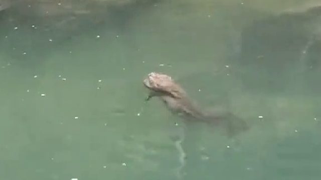 钓鱼看到的，这是啥？？？？