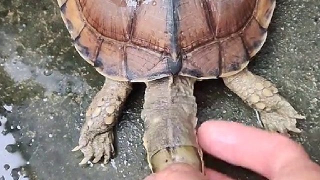 活久见，第一次见到能把乌龟养死的