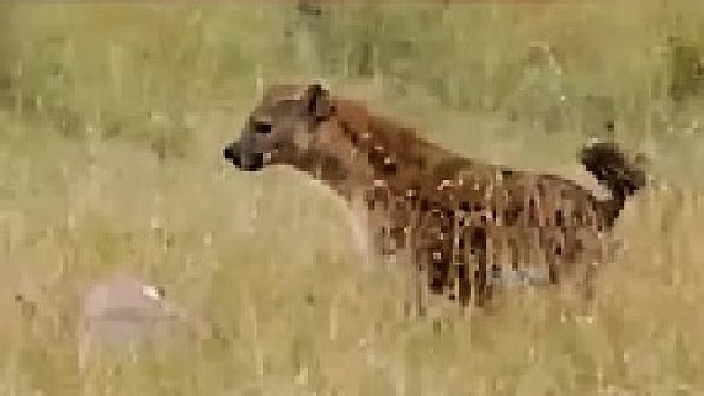 鬣狗抢夺猎豹食物｜轻而易举，猎豹一点办法没有