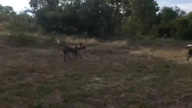 两只母鬣狗为保护孩子，对抗一群野狗 母爱真的伟大