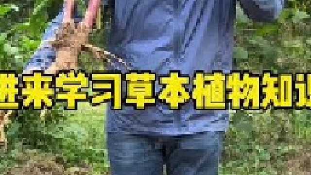天不生无用之人，地不长无名之草，这些中草植物你的家乡还能见到吗？还有别的叫法吗？