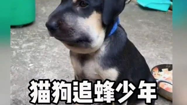 猫狗界的追蜂少年，这猫狗不是手欠，就是嘴欠