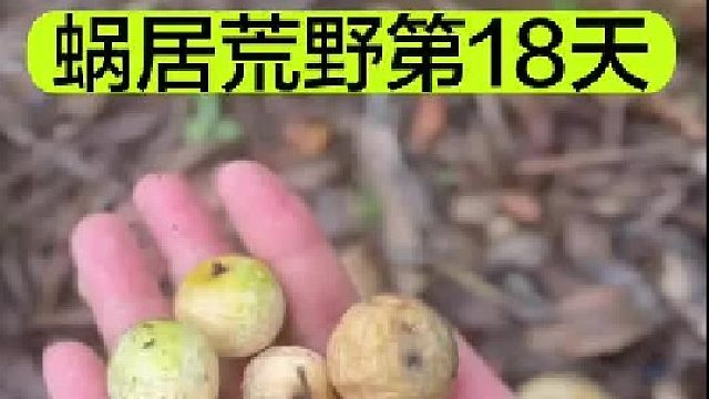蜗居荒野的第18天我吃到了又苦又臭的桂圆