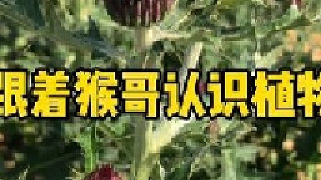 听着这首熟悉的旋律，时间仿佛一下子回到了我们的小时候，让猴哥带着我们一起重温一下这些植物吧。