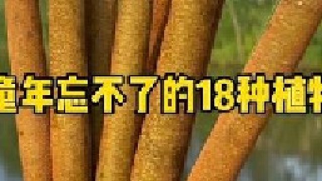 童年转瞬即逝，但是这些植物却留在了我们的脑海之中。你还记得它们吗？管它叫什么名？