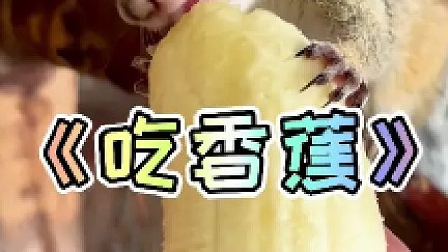 小松鼠吃香蕉！