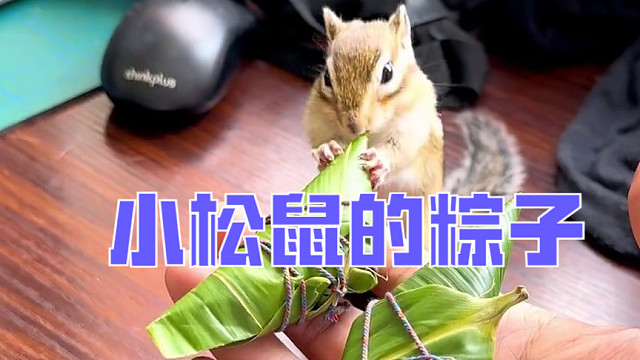 小松鼠的粽子！