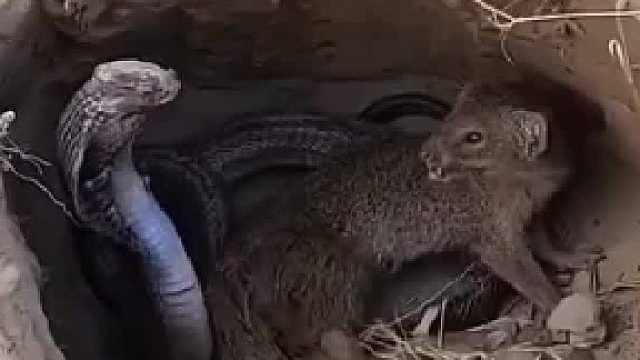 眼镜干不过它，这是为什么？？？