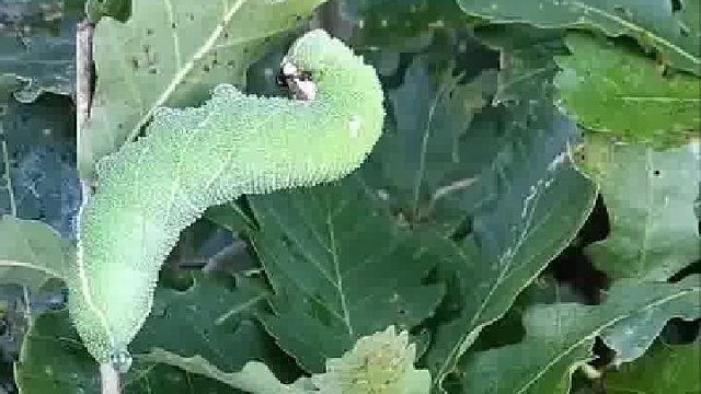 第一次从虫子的脸上看到了震惊和无语