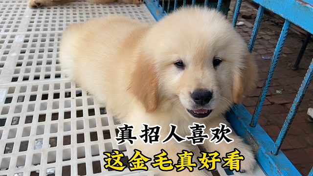 这金毛长得是真中！骨架骨量毛量嘴版都是杠杠的！谁看谁喜欢！