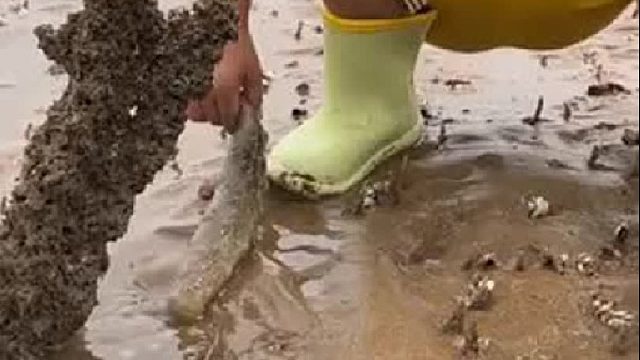 户外赶海抓海鲜