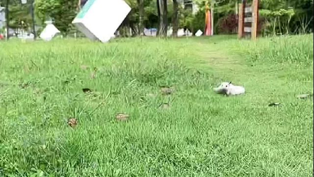 小家伙一个多月啦，带它出来感受一下大自然，比它粑粑麻麻还黏人