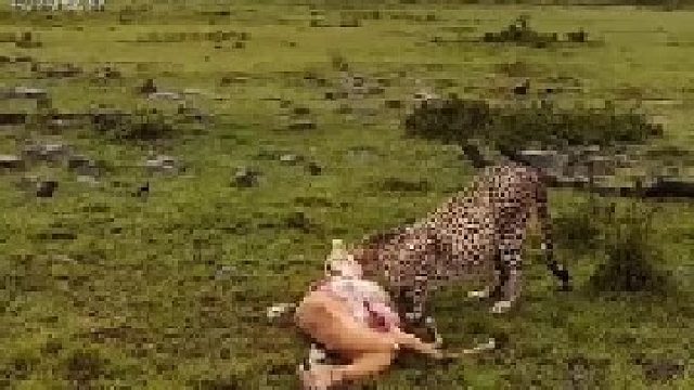 猎豹进食羚羊｜干饭都要保持警惕，太不容易了