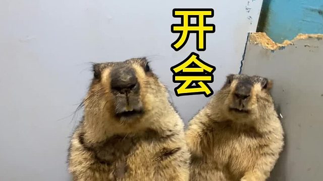 开个会，布置一下今年的任务。