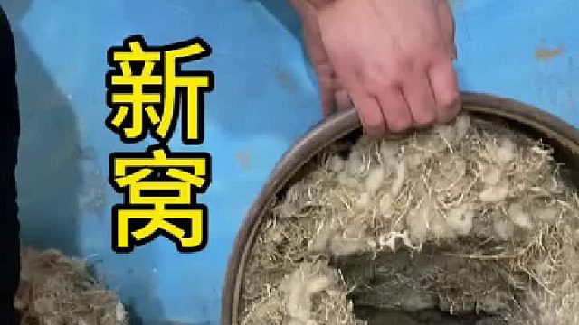 江西的温度，一会夏天一会冬天，咱家土拨鼠都醉了。