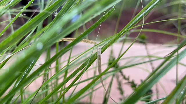 到云南山区去卖菜，今天生意又是马马虎虎的一天