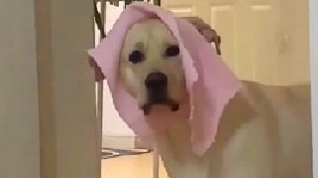 艾特出最像它的人