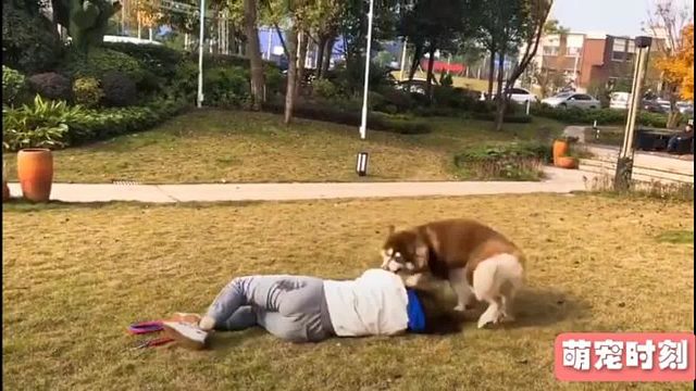 妹子遛狗经验不足，被哈士奇挣脱了束缚，结果场面绝了！