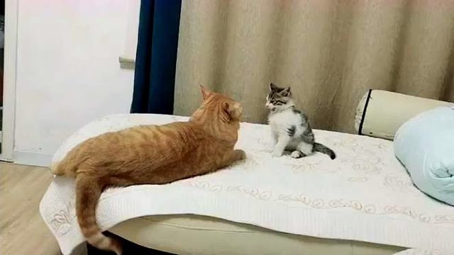 小奶猫被大猫打了一拳，居然完全不怂，最后的反击绝了！