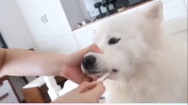 给狐狸刷牙的，我们应该是独一份吧