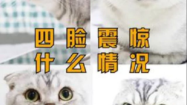 球球终于有下落了！