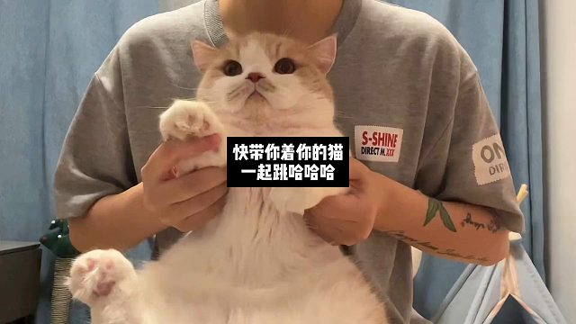 快带你着你的猫一起跳哈哈哈