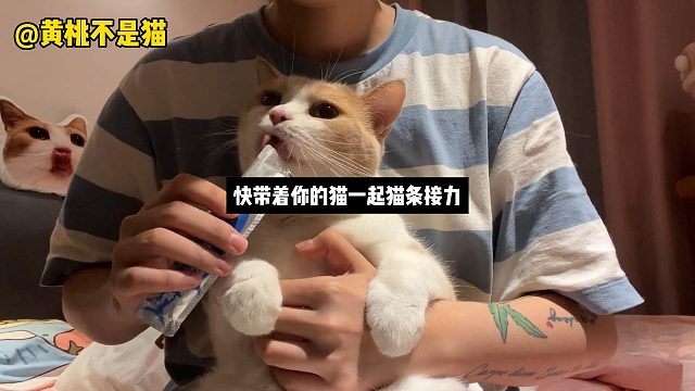 快带着你的猫一起猫条接力