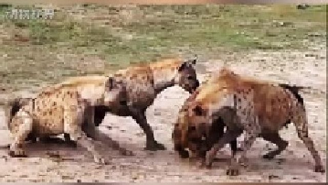鬣狗族群发生内战｜鬣狗女王被同伴疯狂撕咬