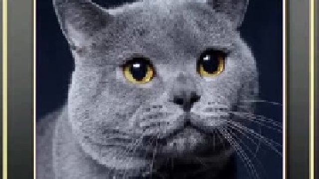 被玩坏的猫咪们