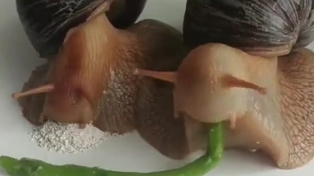 蜗牛进食的方式，以防你们没见过……